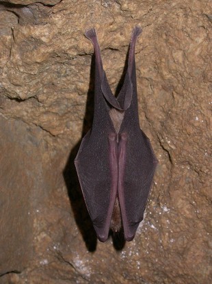 Lesser horseshoe bat Rhinolophus hipposideros